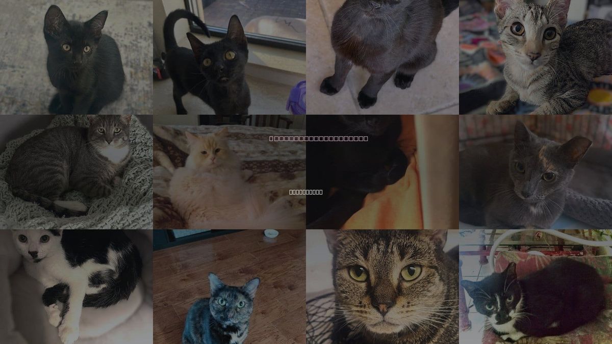 Cats for Adoption in Cape Coral, Florida