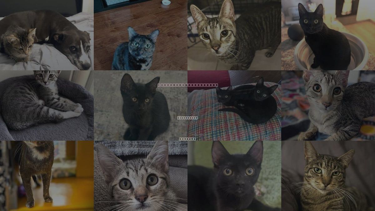 Cats for Adoption in Cape Coral, Florida