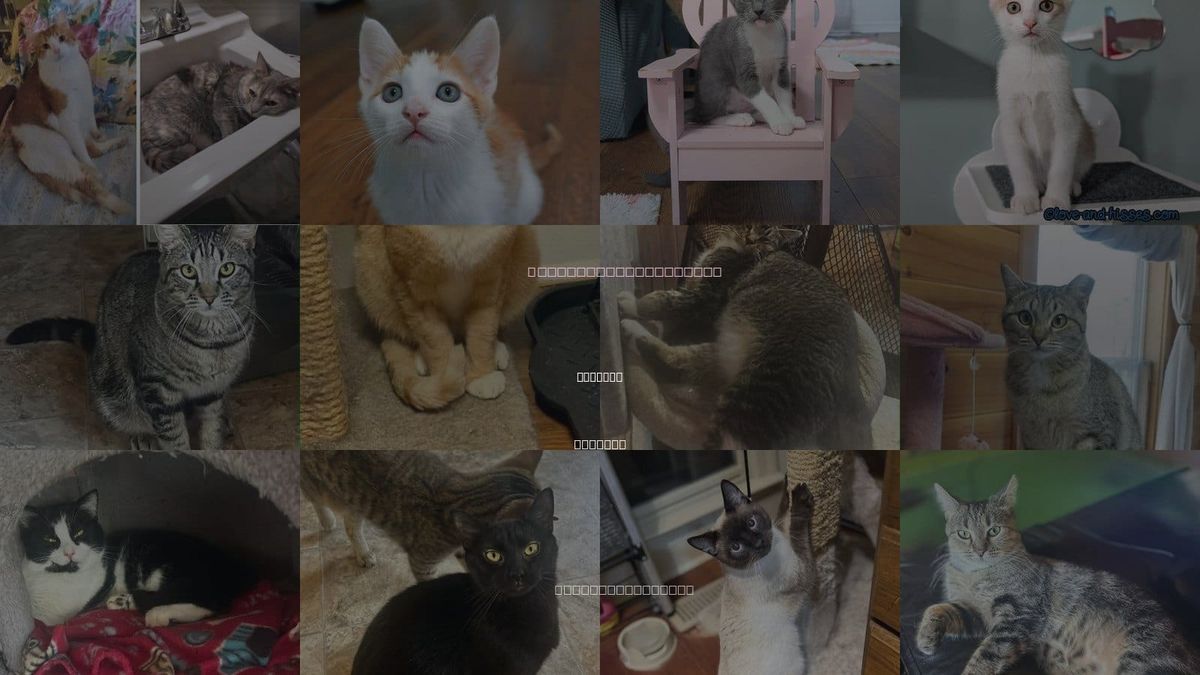 Cats for Adoption in Capshaw, Alabama