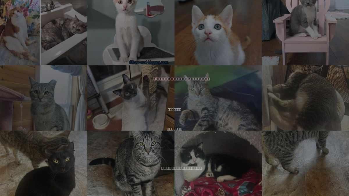 Cats for Adoption in Capshaw, Alabama