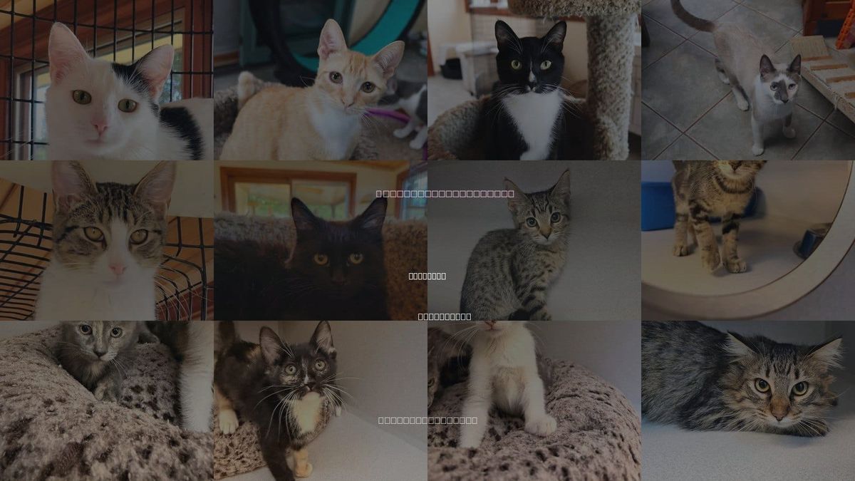 Cats for Adoption in Carlsbad, California