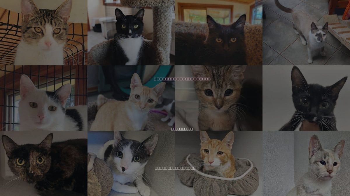 Cats for Adoption in Carlsbad, California