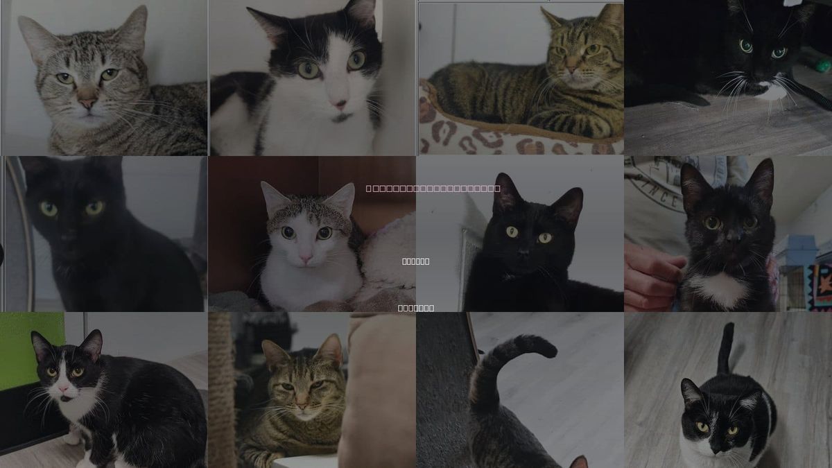Cats for Adoption in Carmel, Indiana