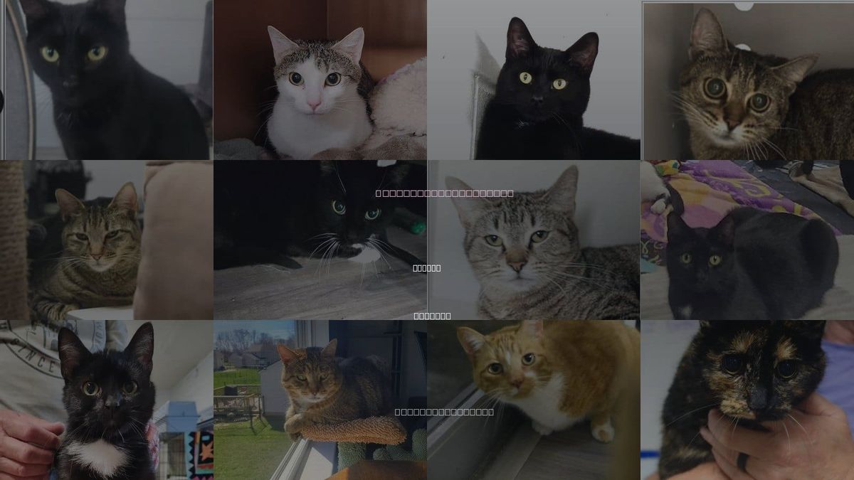 Cats for Adoption in Carmel, Indiana