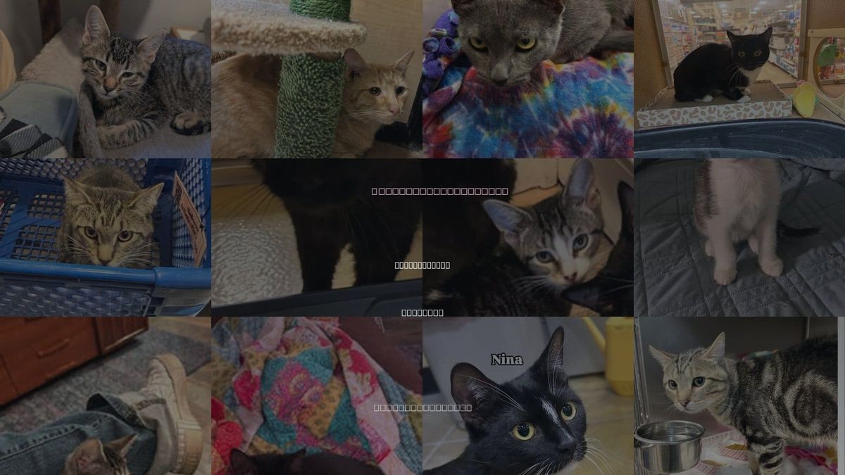 Cats for Adoption in Carol Stream, Illinois