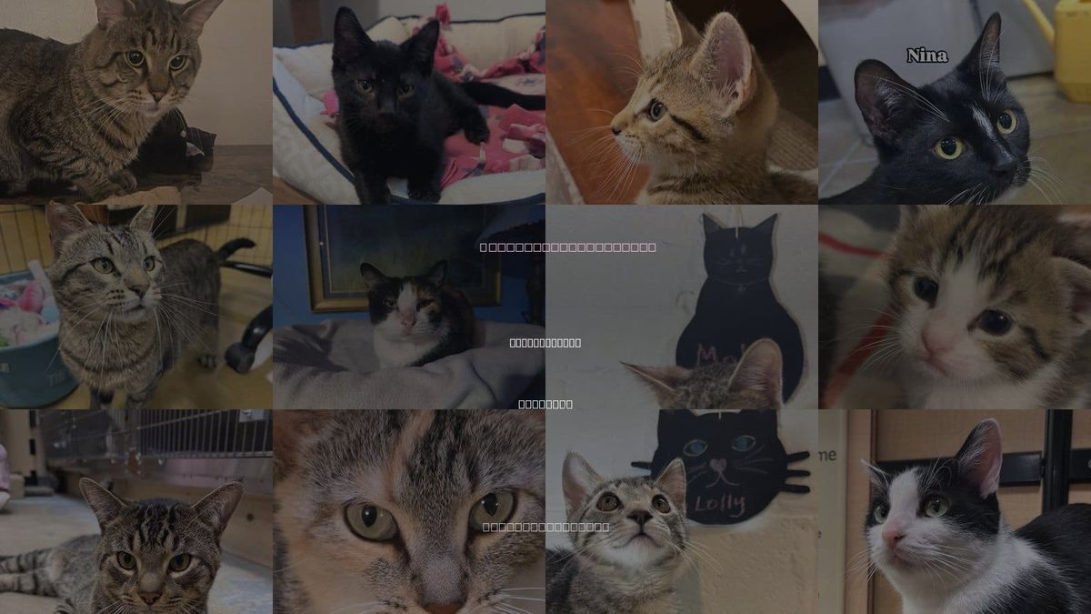 Cats for Adoption in Carol Stream, Illinois