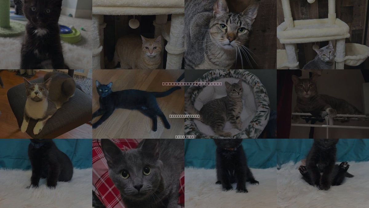Cats for Adoption in Carpentersville, Illinois