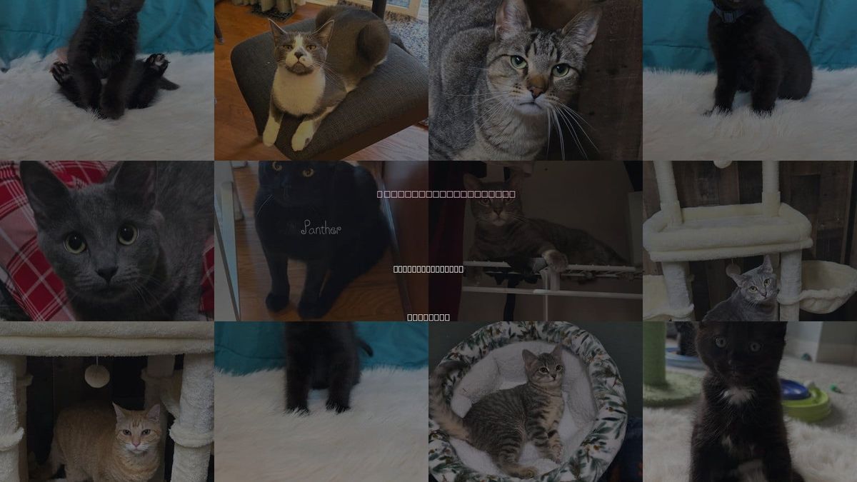 Cats for Adoption in Carpentersville, Illinois