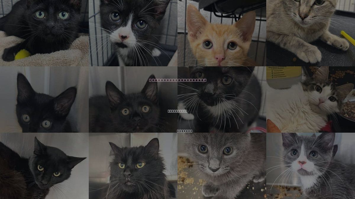 Cats for Adoption in Carrollton, Georgia