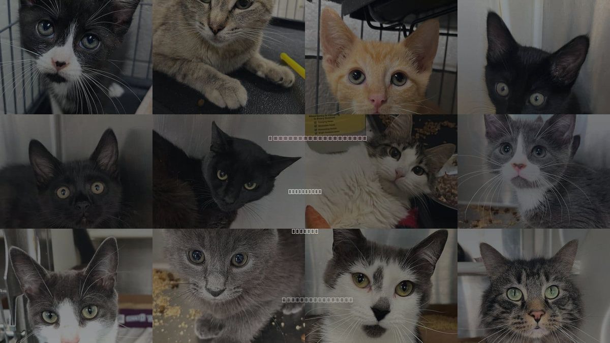 Cats for Adoption in Carrollton, Georgia