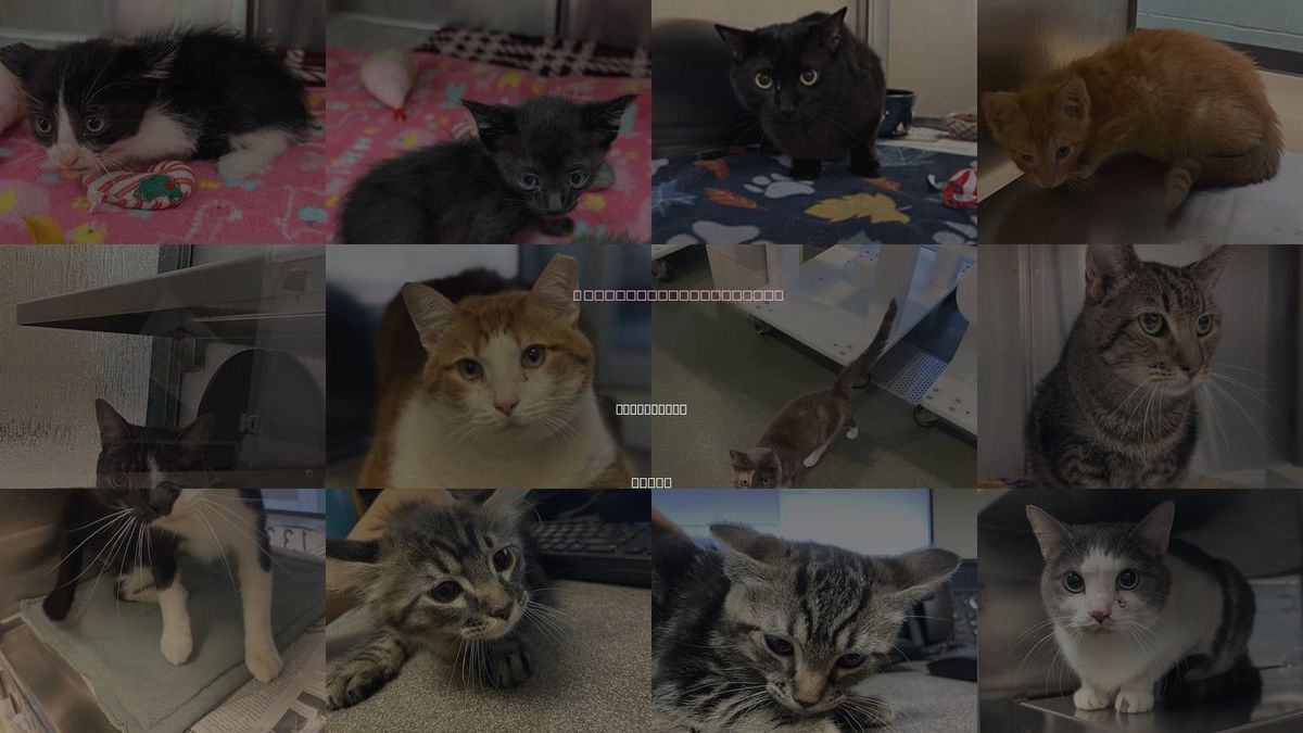 Cats for Adoption in Carrollton, Texas