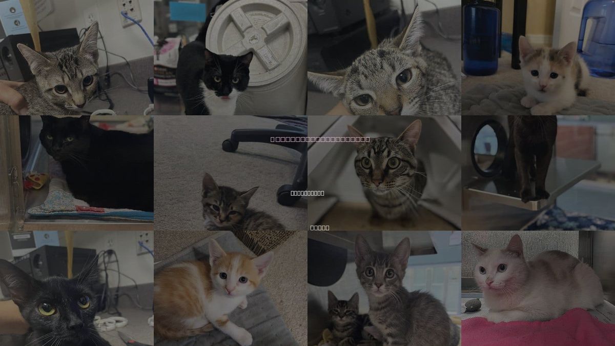 Cats for Adoption in Carrollton, Texas