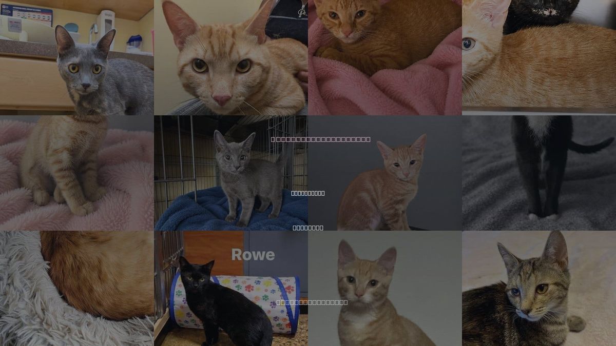Cats for Adoption in Carrollton, Virginia