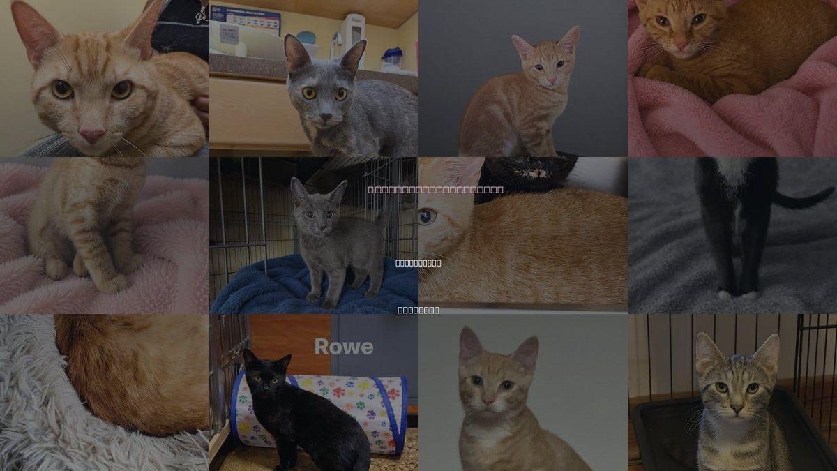 Cats for Adoption in Carrollton, Virginia