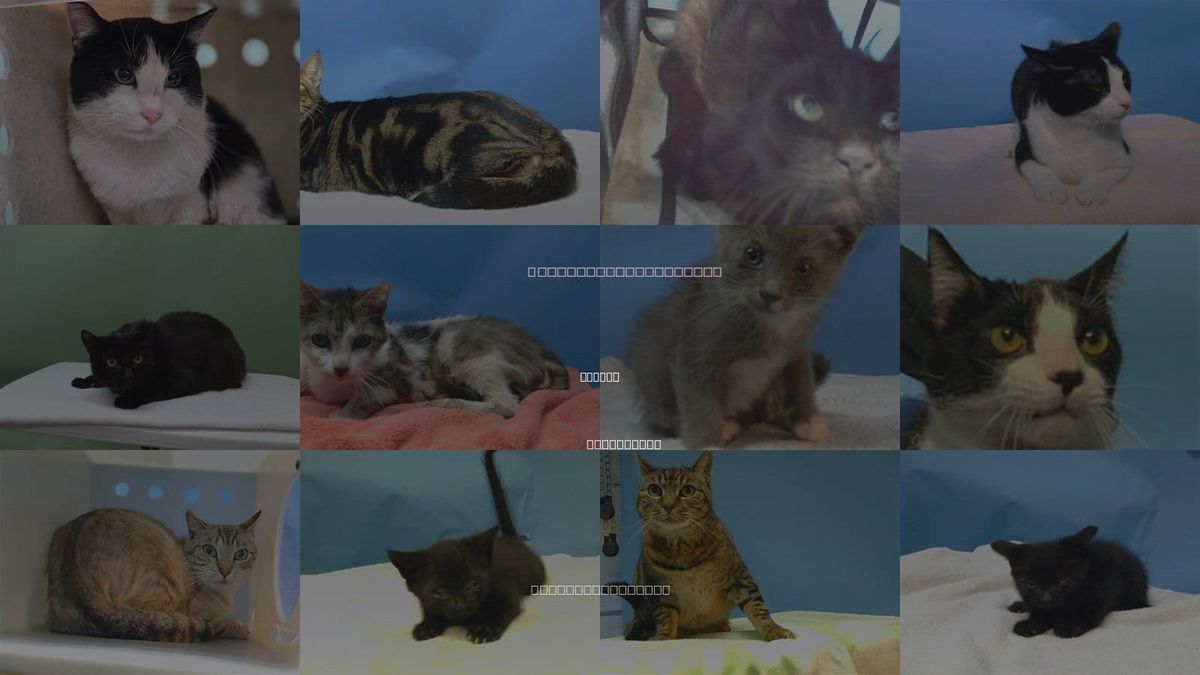 Cats for Adoption in Carson, California