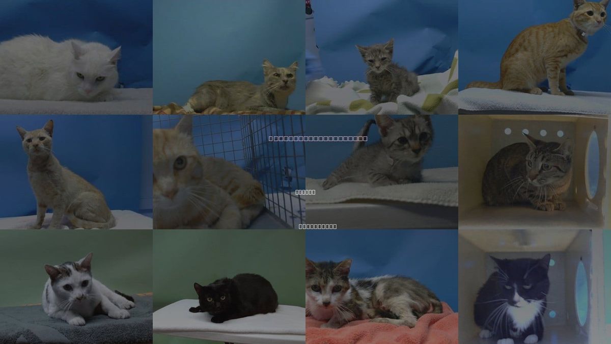 Cats for Adoption in Carson, California