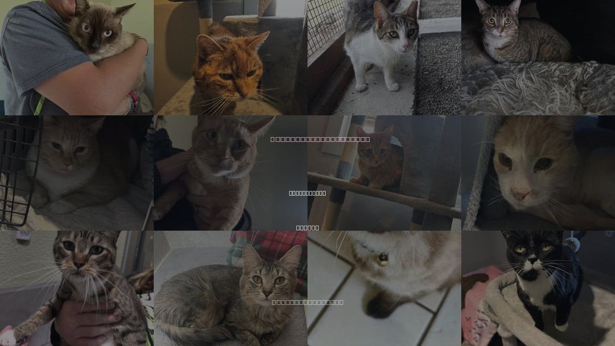 Cats for Adoption in Carson City, Nevada