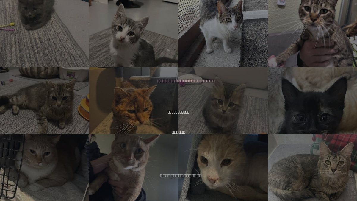 Cats for Adoption in Carson City, Nevada