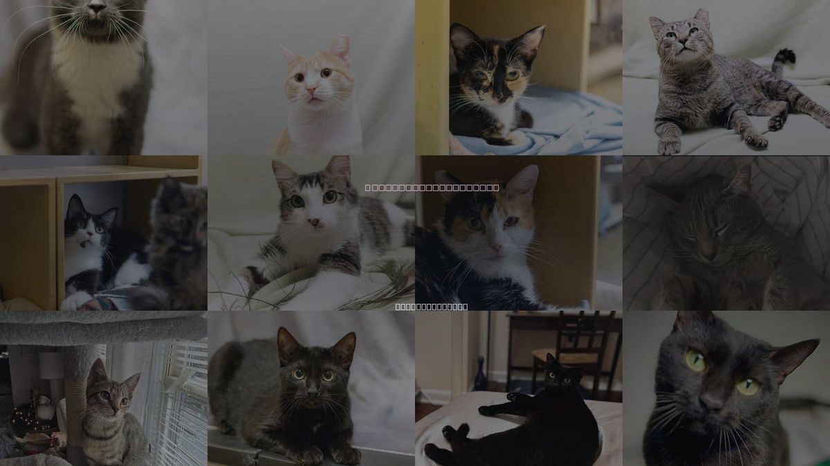 Cats for Adoption in Cary, North Carolina