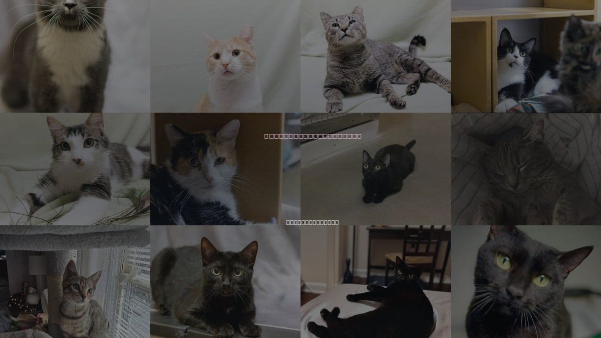 Cats for Adoption in Cary, North Carolina