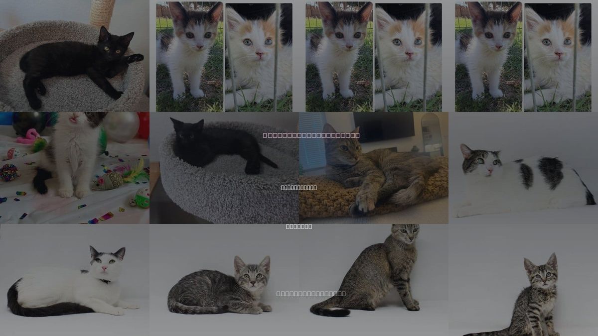 Cats for Adoption in Casa Grande, Arizona