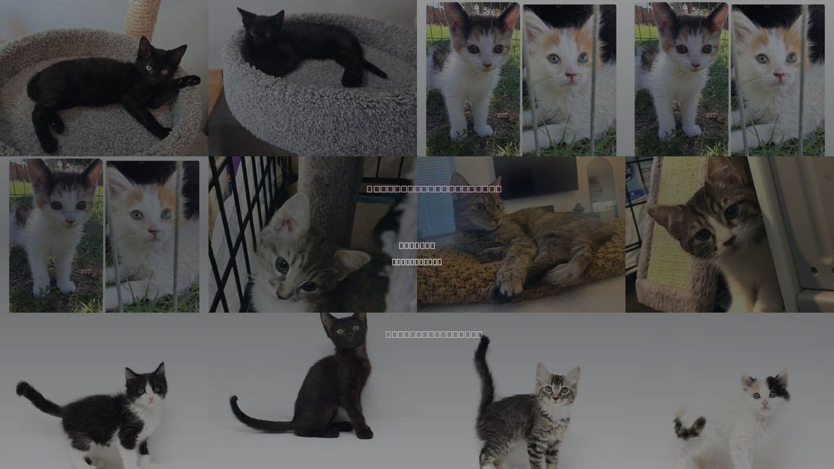 Cats for Adoption in Casa Grande, Arizona