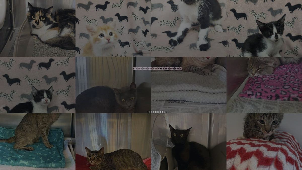Cats for Adoption in Castaic, California