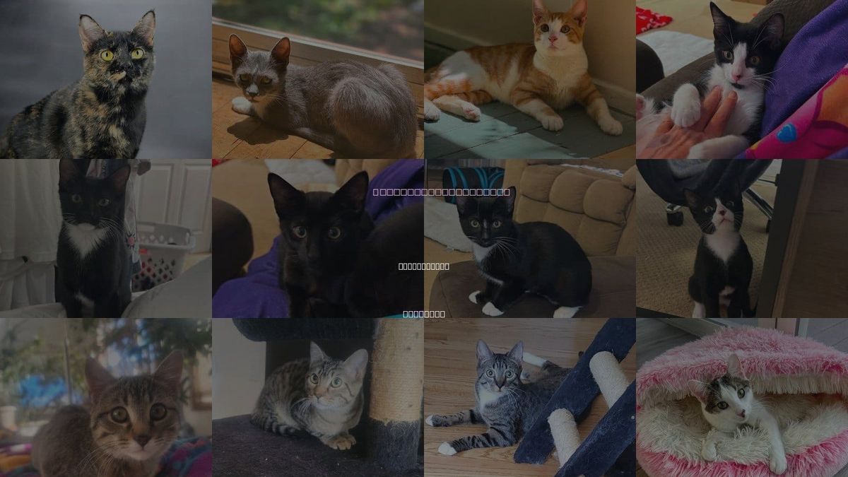 Cats for Adoption in Castle Rock, Colorado