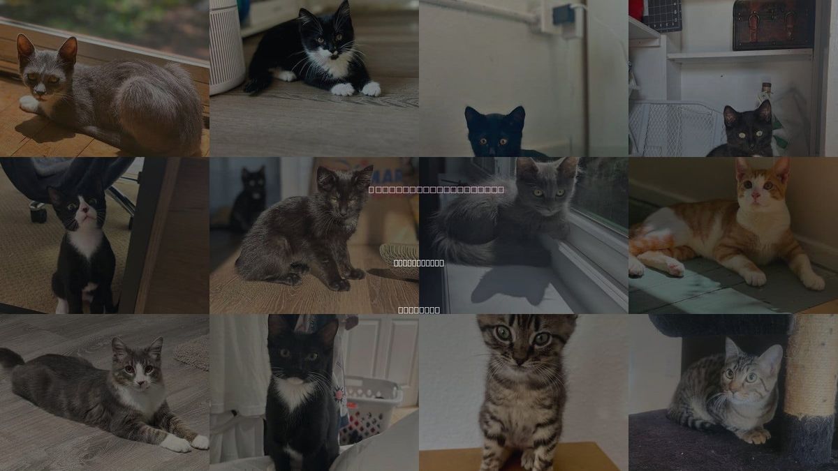 Cats for Adoption in Castle Rock, Colorado