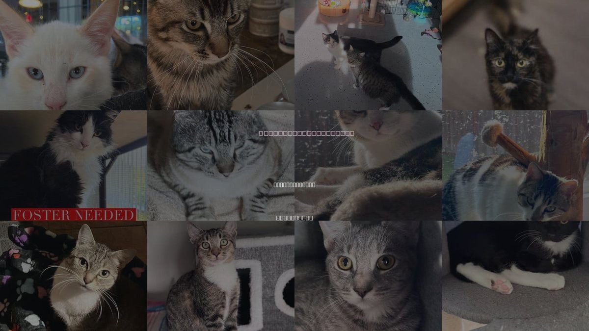 Cats for Adoption in Castro Valley, California