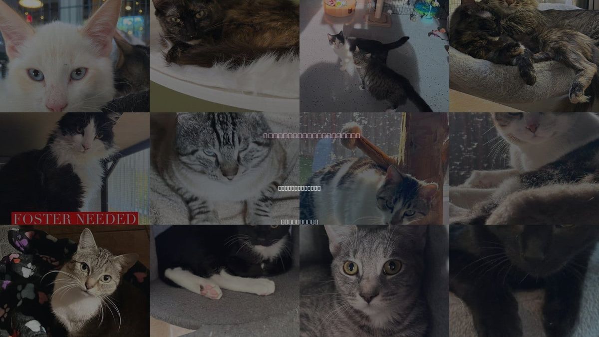 Cats for Adoption in Castro Valley, California