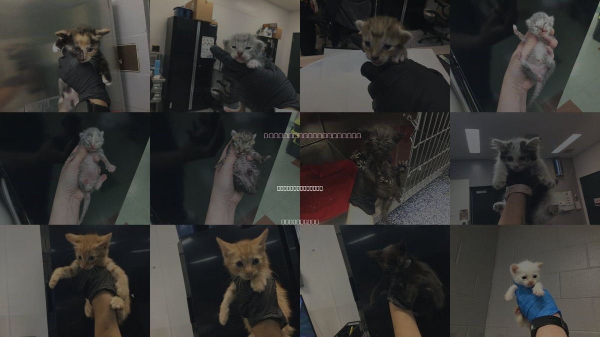 Cats for Adoption in Cathedral City, California