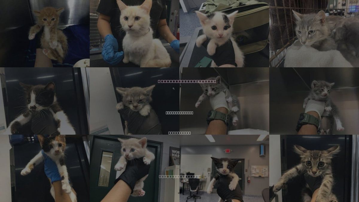 Cats for Adoption in Cathedral City, California