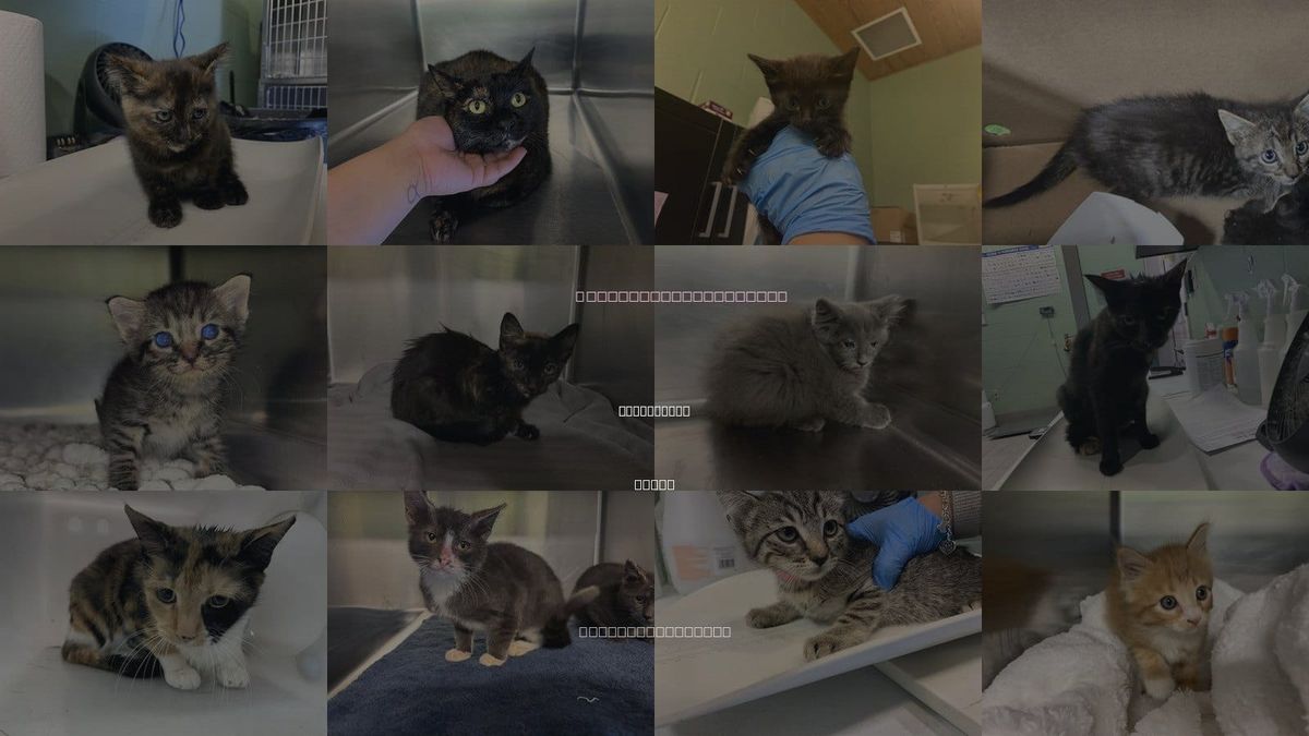 Cats for Adoption in Cedar Hill, Texas