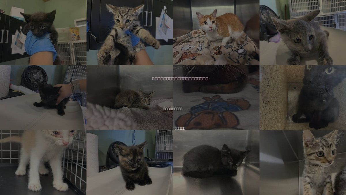 Cats for Adoption in Cedar Hill, Texas
