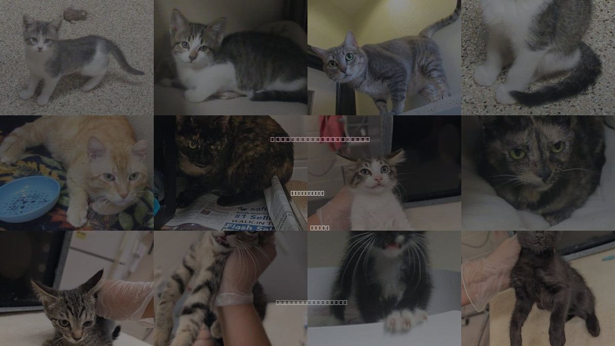 Cats for Adoption in Cedar Park, Texas
