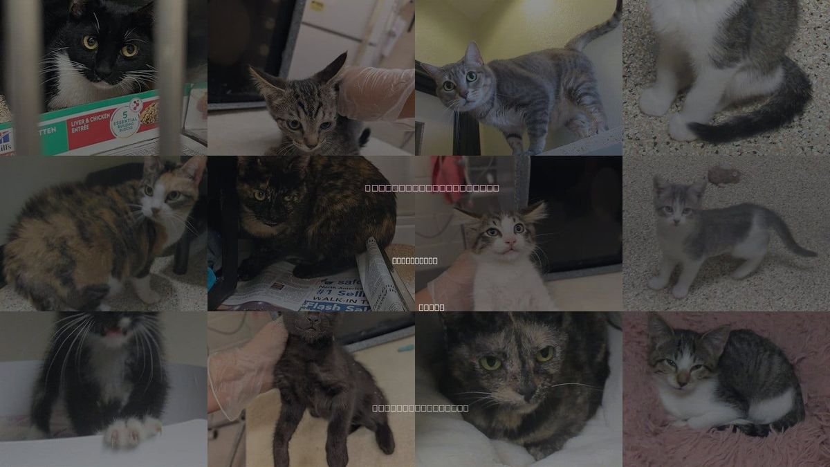 Cats for Adoption in Cedar Park, Texas