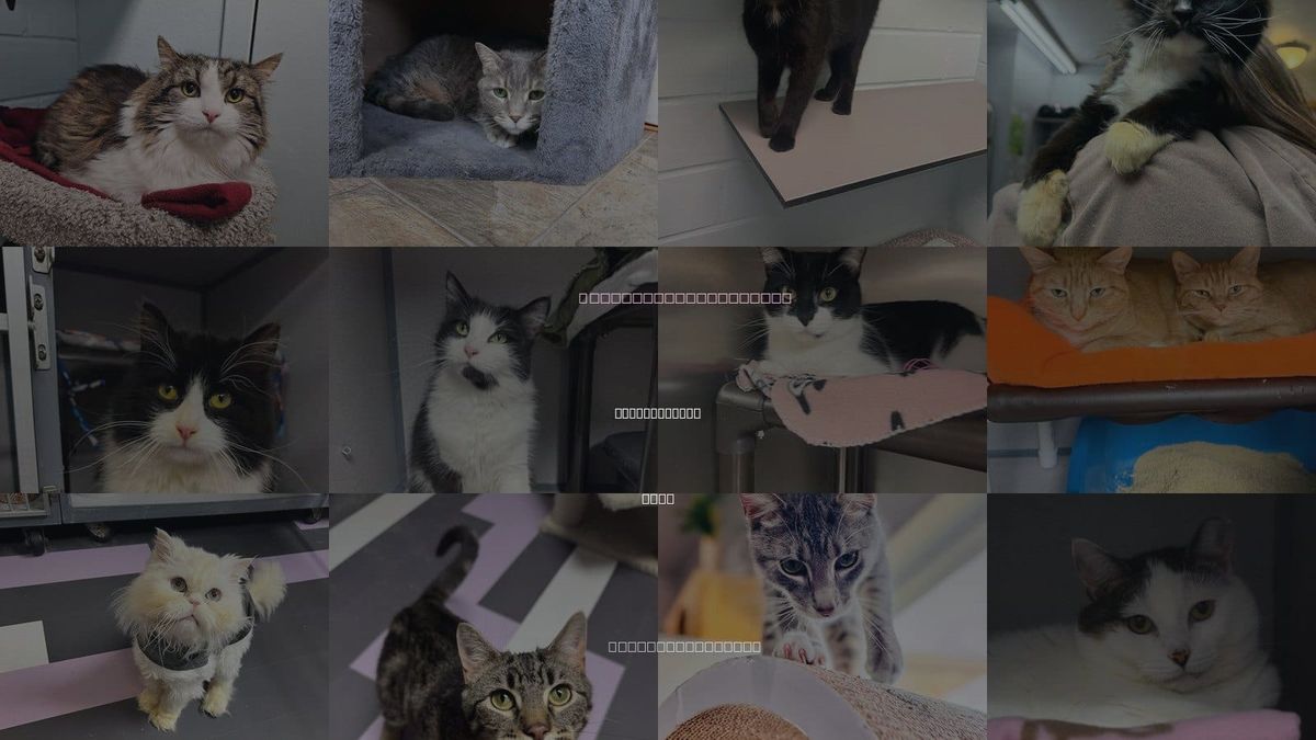 Cats for Adoption in Cedar Rapids, Iowa