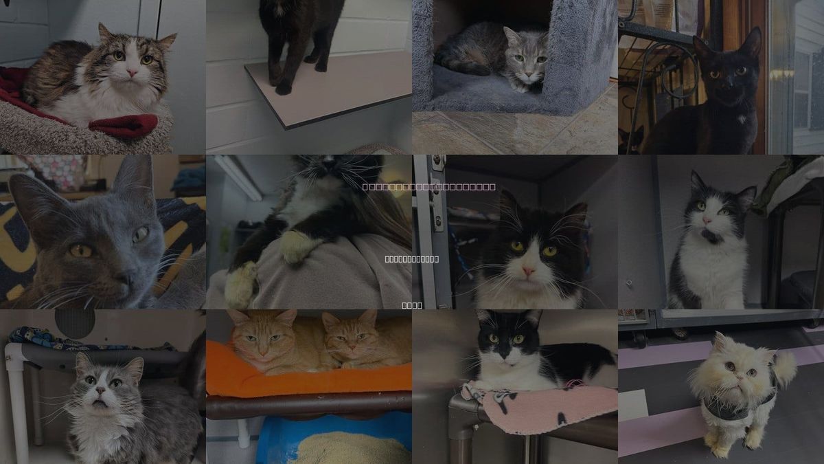 Cats for Adoption in Cedar Rapids, Iowa