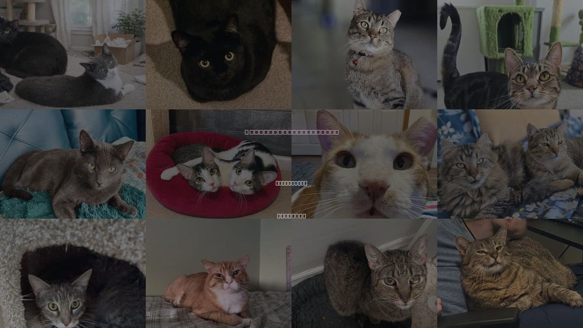 Cats for Adoption in Centennial, Colorado