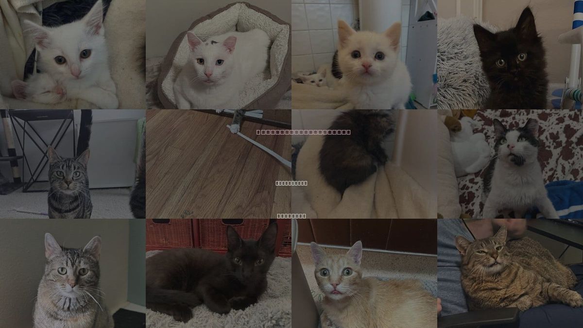 Cats for Adoption in Centennial, Colorado