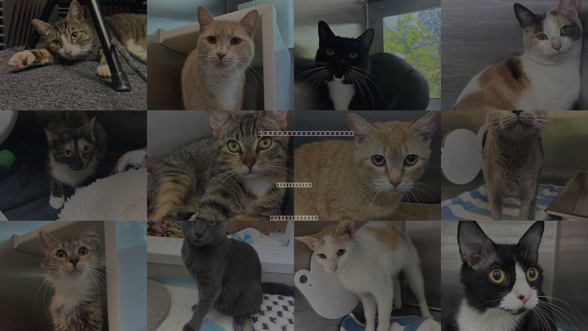 Cats for Adoption in Centerville, Massachusetts
