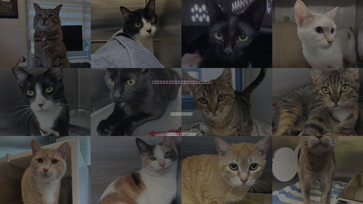 Cats for Adoption in Centerville, Massachusetts
