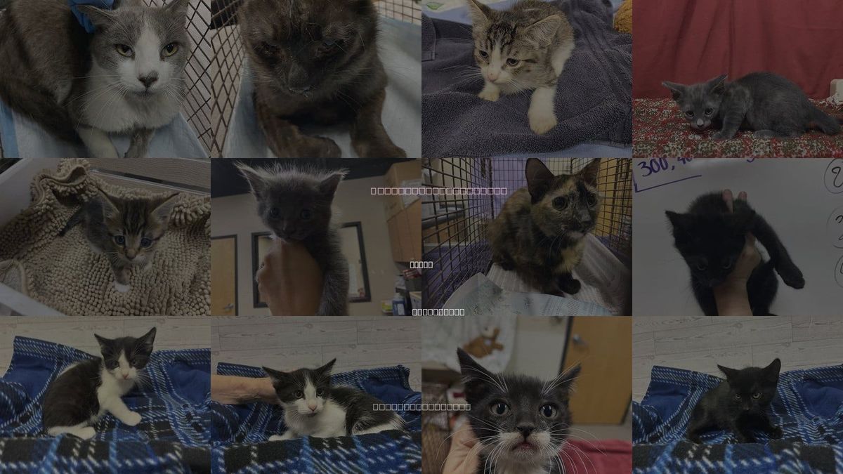 Cats for Adoption in Ceres, California