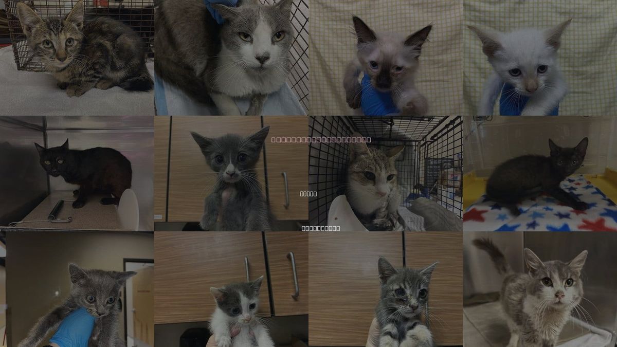 Cats for Adoption in Ceres, California