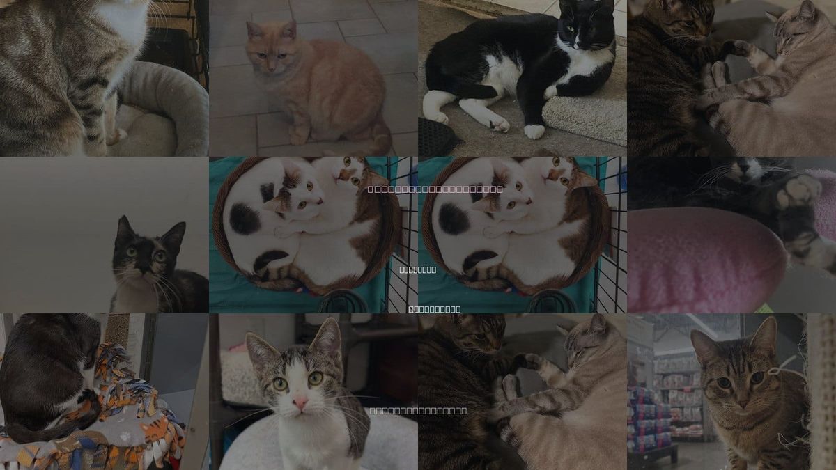 Cats for Adoption in Cerritos, California