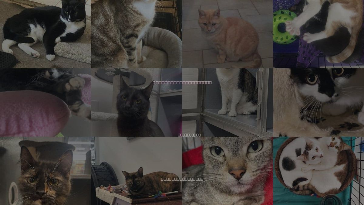 Cats for Adoption in Cerritos, California