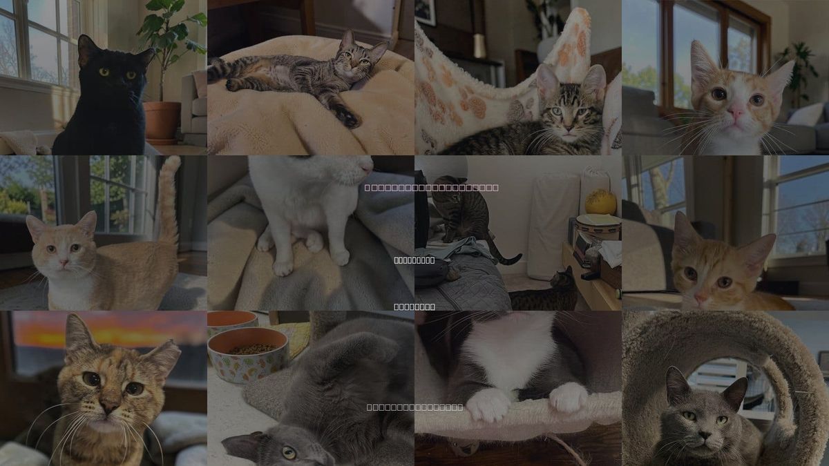 Cats for Adoption in Champaign, Illinois
