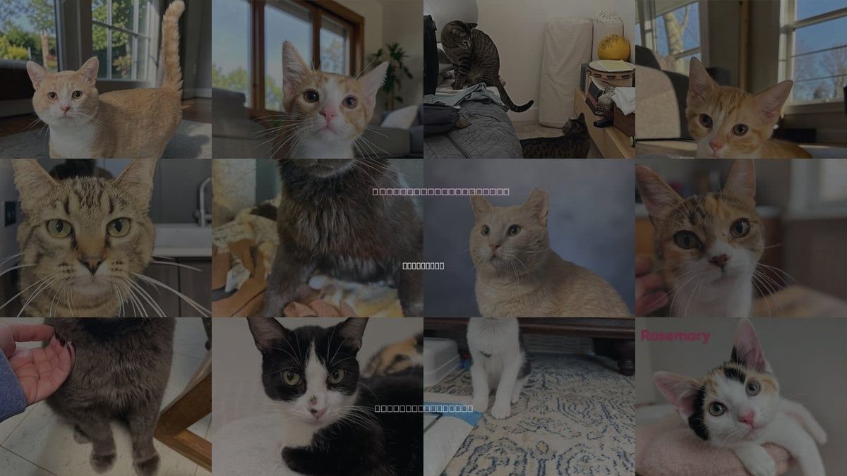 Cats for Adoption in Champaign, Illinois