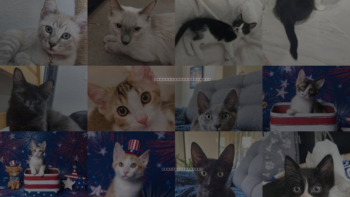 Cats for Adoption in Chandler, Arizona
